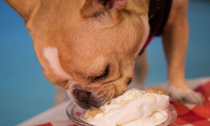 狗狗能吃奶油吗