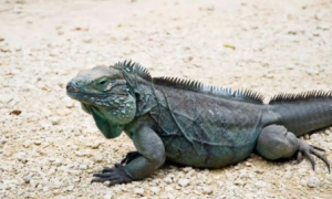 蓝鬣蜥为什么比绿鬣贵