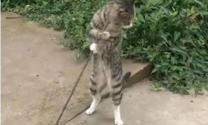 流浪猫抱着钢索不停扭动，路人觉得搞笑，网友道出原因后令人心疼