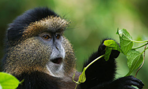 洛马米恩斯长尾猴活多久
