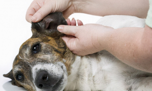 狗狗耳朵有耳螨用什么药
