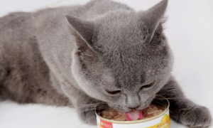 猫罐头要怎么吃