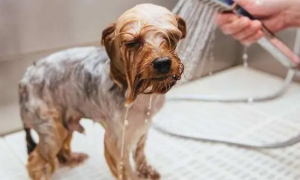 沐浴露可以给狗洗澡吗