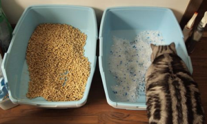 猫砂是用什么做的