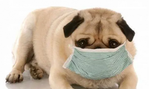 狗狗感冒流鼻涕能吃人用的感冒药吗