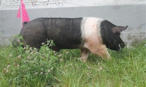 汉普夏猪养殖方法