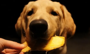 狗狗能不能吃芒果