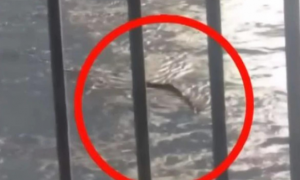 韩国汉江出现不明“水怪”，专家称可能是大蛇