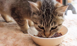 猫生病吃什么食物比较好