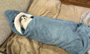 担心猫咪冷，主人就用毯子把猫包起来，网友惊：这就是新品种的鲨鱼猫吗？