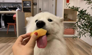 狗狗可以吃哈密瓜皮吗