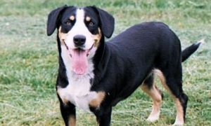 恩特雷布赫山地犬的寿命一般是多久