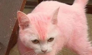 铲屎官给猫染色过新年，猫咪全身粉嫩嫩萌翻了，却遭网友指控虐猫