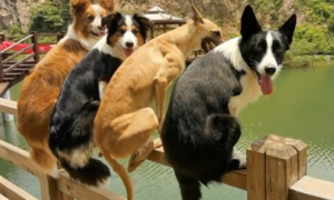 主人命令狗狗跳湖，却只有一只狗跳了，边牧：你又没说往哪边跳！