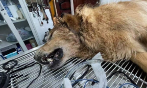 贵州一小区10只宠物狗接连死亡，狗主人称小区多处发现毒骨