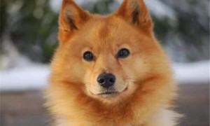 怎么判断芬兰猎犬得了什么病