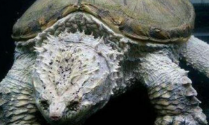 南美拟鳄龟值钱吗