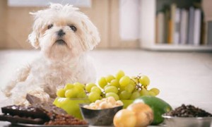 狗狗吃哪些食物有营养呢