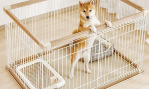 怎么让狗在笼子里大小便