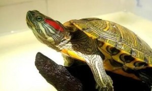 巴西红耳龟如何养