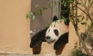 你俩别打了！杭州动物园大熊猫“春生”“香果”今起分居