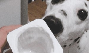 狗狗能喝纯甄酸奶吗