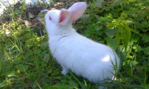 新西兰兔多久可以生兔子