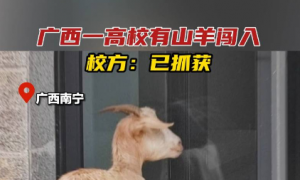 山羊闯入广西一高校，网友：这是只爱学习的羊！