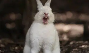 兔子受到惊吓后的现象是什么