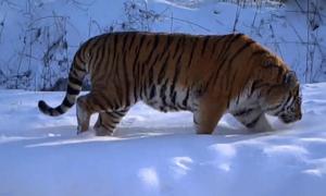 吉林出现一只老虎，体重达370公斤创新高，东北虎体型重回巅峰？