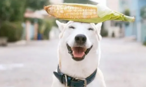 狗能吃玉米吗蒸熟的还是生的