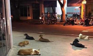 流浪汉街上晕倒被送医，六只流浪狗狗整夜守在医院门口感动无数人
