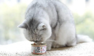 一个月小猫可以吃罐头吗