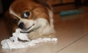 狗吃纸是什么原因导致的