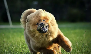 大型松狮犬多少钱一只