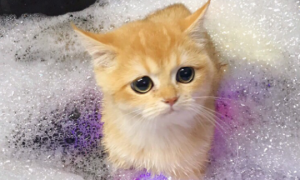 猫咪可以用什么沐浴露