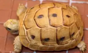欧洲陆龟能活多少年