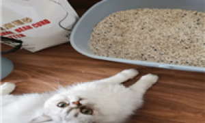 6l猫砂等于多少斤