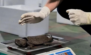 广西民警查获68只鹰嘴龟，为啥有人能养？