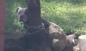 比特犬被绑在树边不能吃喝，眼神中只有绝望，被救后重拾笑容