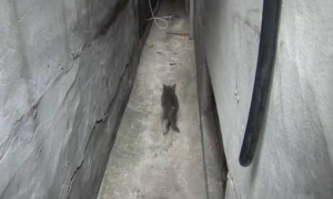 小猫带路人来到一条小巷，求路人救救它妈妈