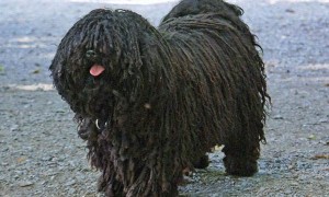 波利犬的毛色有几种