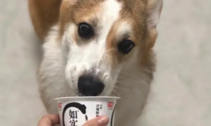 狗狗可以喝冰酸奶吗