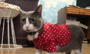 奶奶起初嫌烦抗拒养猫，可奶猫在家一周后，已经做起了猫用花衣裳