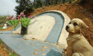 福州宠物医院圈地办宠物土葬 可建坟墓