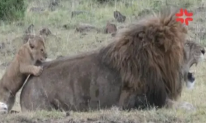 公狮带小狮子有苦说不出：亲生的，不能打！