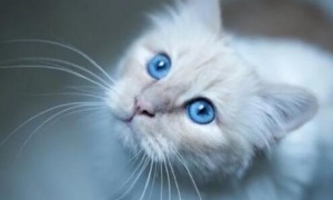 猫的瞳孔为什么会发生变化