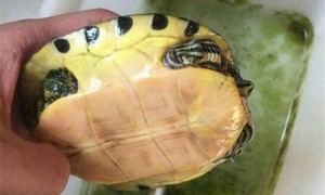 黄腹滑龟雌雄如何辨别