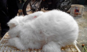 长毛兔常见病和治疗方法