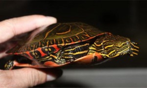 锦龟的种类有哪些